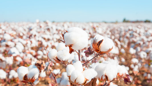 Cotton Bedding - Cotton sheets - Everything you need to know